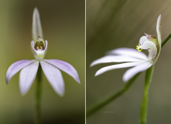 Caladenia orchids west of the Ulladulla, NSW - spring 2023.