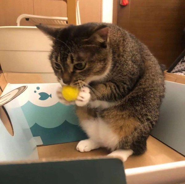 a grey and white tabby cat hunched over, holding a yellow ball in the same posture as  squirrel with a nut