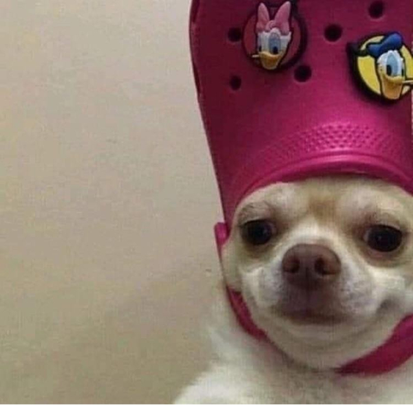 chihuahua wearing a pink croc on its head, looking stoned/stupid and a bit like the pope -- there are buttons of Daisy Duck and Donald Duck in the croc holes