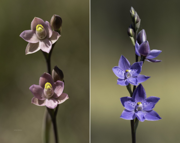 East Gippsland sun orchids - Thelymitra carnea (pink sun orchid) + Thelymitra ixioides (spotted sun orchid) growing together near the Genoa River, VIC.