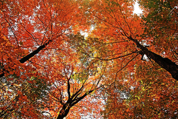 Bright red and gold of the autumn Maple Leaves as seen from below and looking up in the sky