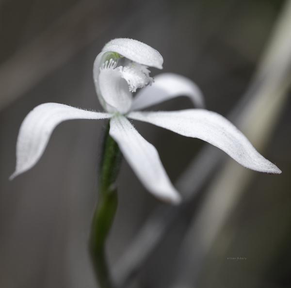 Pale form of Caladenia ustulata (Brown Caps) - Black Mountain, ACT.