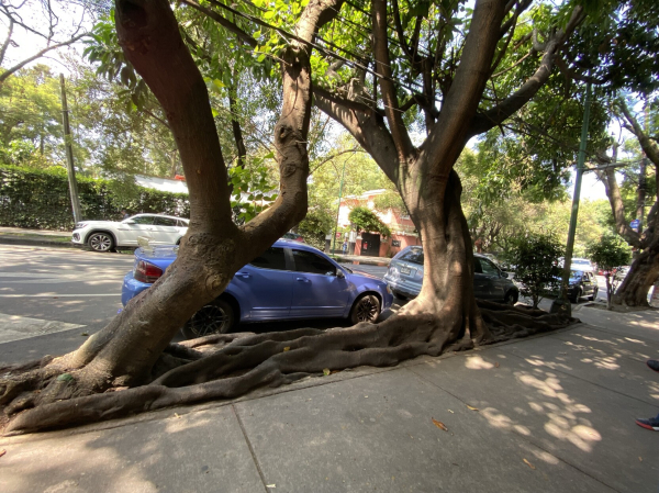 Two rubber trees with commingling roots that stretch above ground, along a sidewalk, more than two car lengths. 