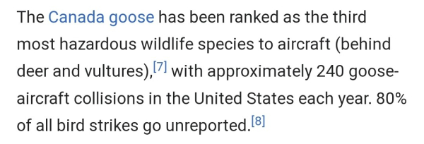 Wikipedia talking about the Canada houses as 'the most hazardous wildlife species to aircraft (behind deer and vultures)"