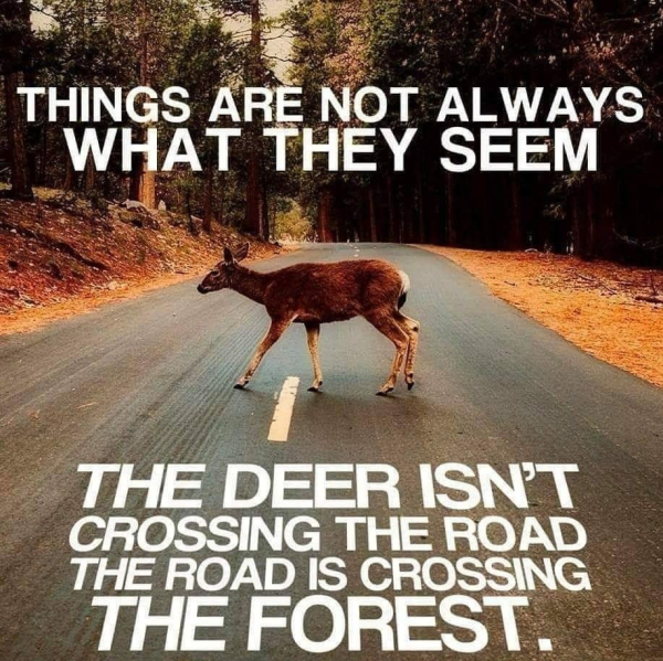 Things are not always what they seem
The deer isn't cruising the road, the road is crossing the forest 