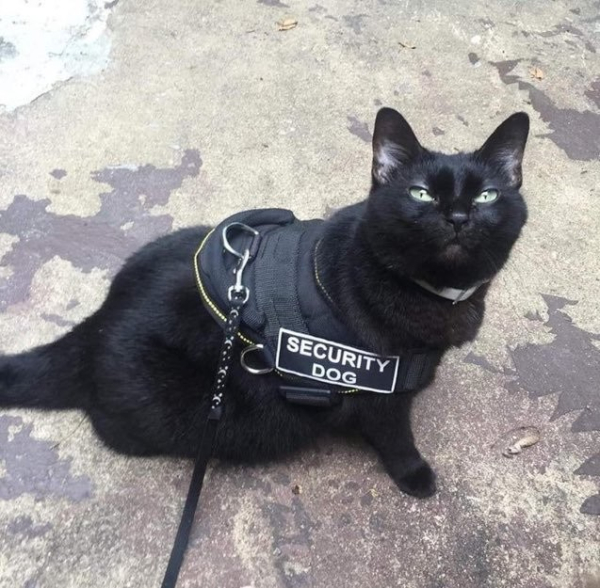 black cat wearing a vest that says "security dog"