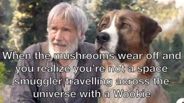 Harrison Ford looking a little grizzled in an unkempt beard sitting next to a big dog. Caption: When the mushrooms wear off and you realize you're not a space smuggler traveling across the universe with a wookie.