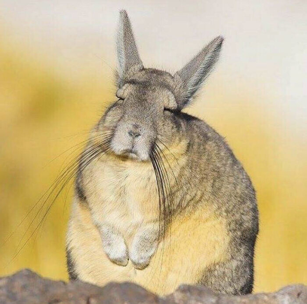 Photo of a viscacha, an animal similar to a rabbit, with grey and beige fur, long droopy whiskers, and sleepy-looking eyes. The entire animal looks exhausted and done with everyone's sh***.