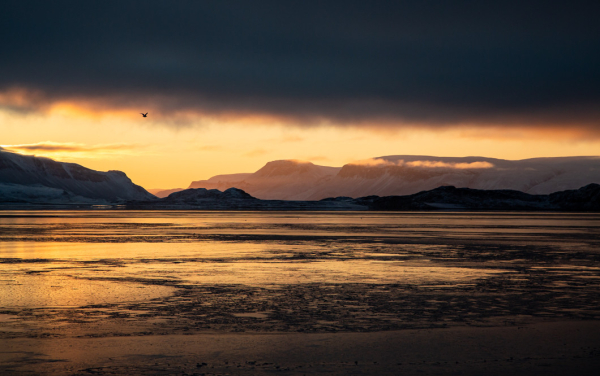 The sunrise down Adams Sound this morning. Ice has begun to form, and glows orange and grey in the morning light. Mountains are either painted orange with sunlight or are in shadow. The edges of clouds are or are in shadow. Clouds above the light are dark grey, looming above the light. A Glaucous Gull flies through. 