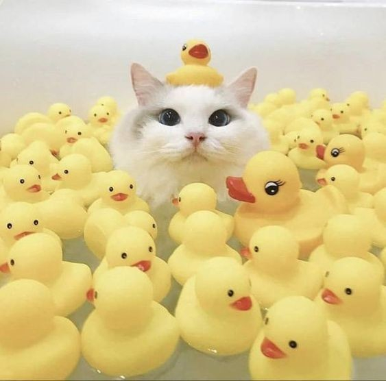 white cat with blue eyes, looking out from a bath filled with yellow rubber duckies