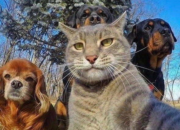 A grey cat looking at the camera as though he's taking a selfie, along with his two rottweiler buddies standing behind him and a red-haired spaniel next to him -- they look like a rock band photo