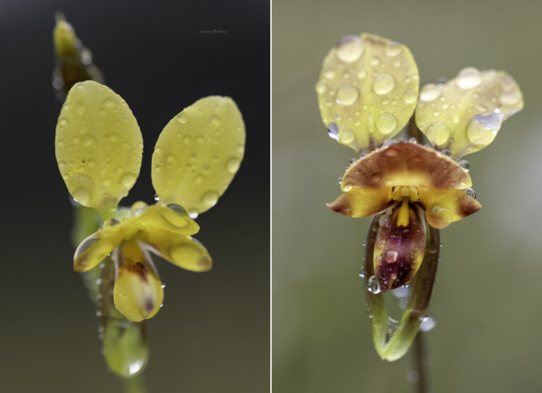 Diuris orientis (eastern donkey orchid / wallflower orchid) near the Genoa River, East Gippsland.