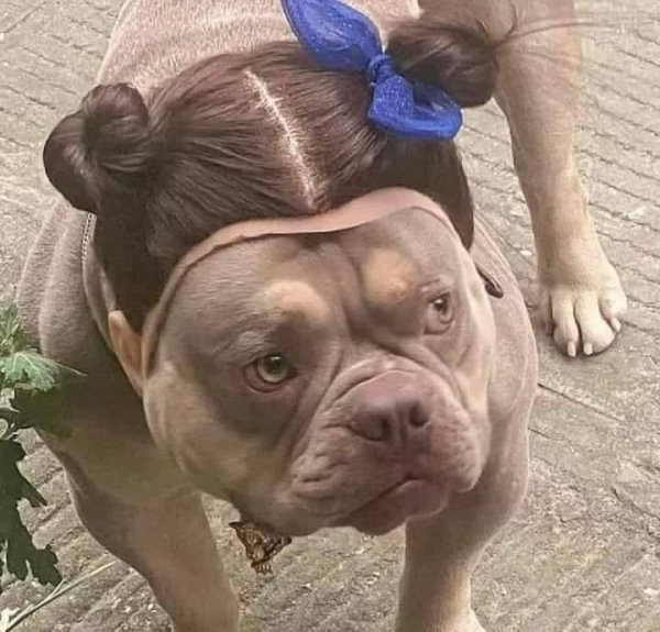 beige bulldog wearing a wig with two little buns and a cute bow around one of them, looks uncertain about it