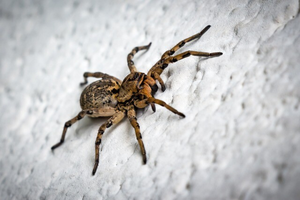 Close-up photograph of a spider.