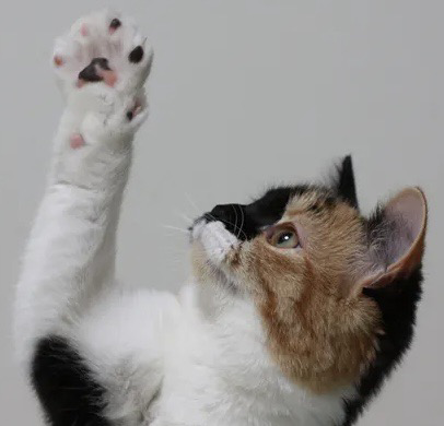 A cat with paw raised showing off it’s glorious toe beans