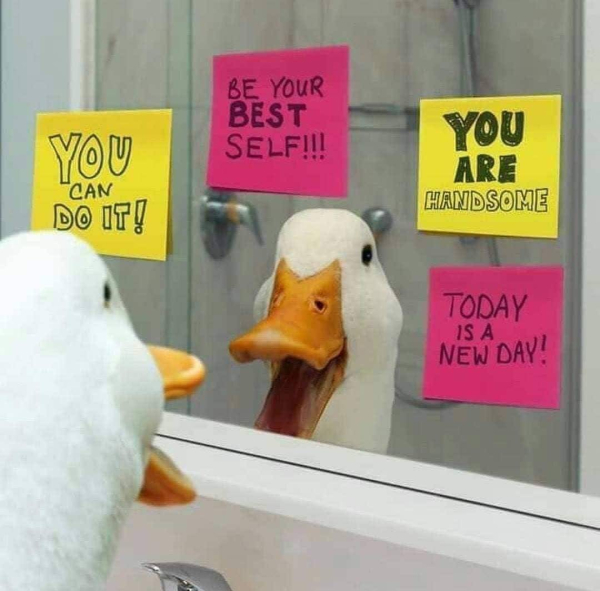 white duck looking at its reflection in a mirror with stickies on it that say: you can do it! be your BEST self!!! You are handsome Today is a new day!