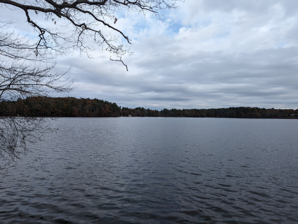 A large pond, with ripples extending to the far shore, on a cloudy day. Bare, gnarled branches loom over the near bank on the left, and a white house is visible on the far bank amidst a forest of mostly evergreens dotted with a few brown-leafed trees