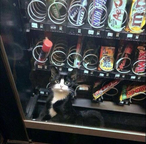 black and white kitten looking for help because he is stuck inside a vending machine selling candy and chocolate bars, halls and what looks like shaving cream