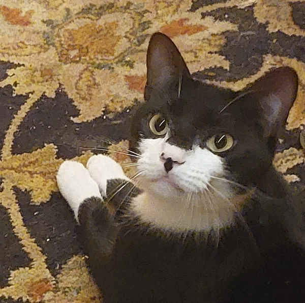 A tuxedo cat on a floral rug looking up at the camera.