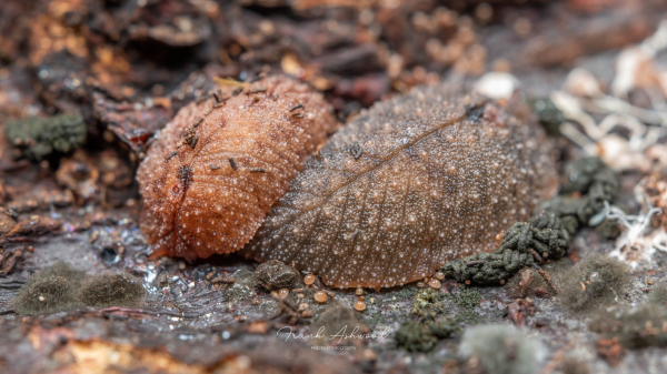 A photograph of a pair of slugs on a decaying log. One is orange and the other is green, but both have distinct venation on their back, similar to the veins of a leaf.