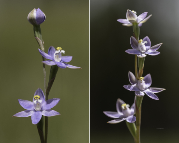 Slender sun orchids (Thelymitra pauciflora), Gipsy Point, VIC.