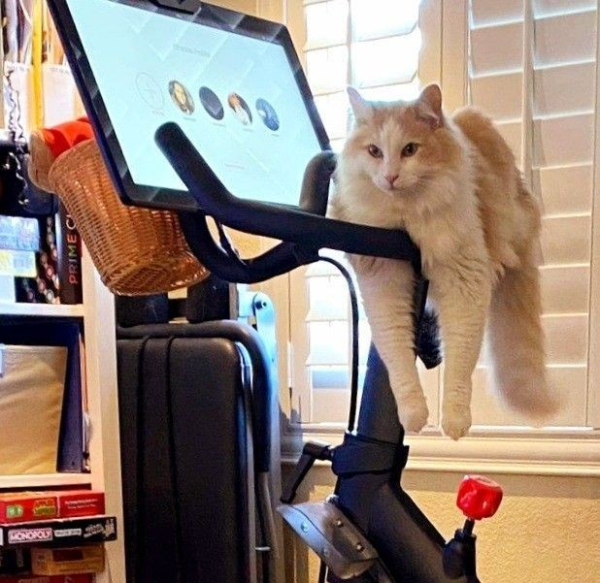 an orange and white cat lying on an exercise machine, its legs hanging over the handles, looking like a doofus