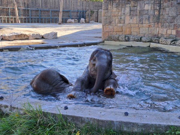 Pool at the Budapest Zoo elephant enclosure. A large Indian elephant is mostly submerged with only the top of her head and back visible. Her calf is resting its forelegs on her back, splashing around with a gleeful expression.