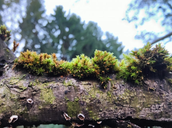 Moss growing in a long line in bunches like bushy foliage. Growing out of a thick branch with small cup like grey / beige fungi growing sporadically on the front. Trees can be seen in the background.