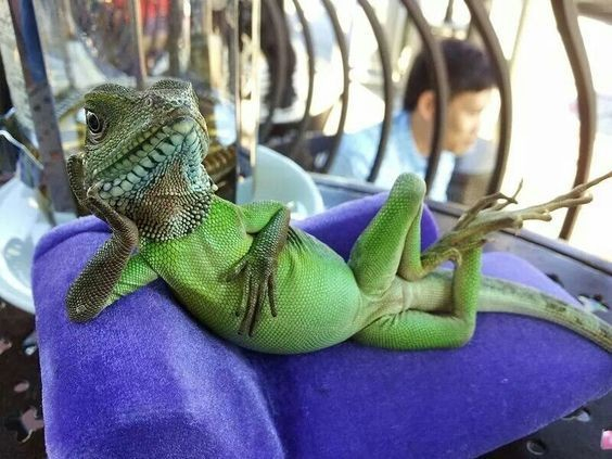 an iguana lying back on a seat in a reclined position reminiscent of Kate Winslet's character in the scene in Titanic where DiCapro's character sketches her